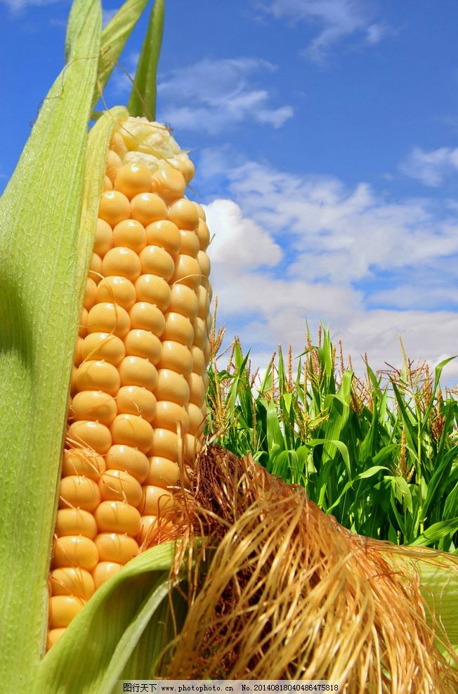 玉米 从田间到餐桌的金色馈赠