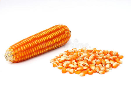 玉米种子照片 探索生命起点的微型奇迹