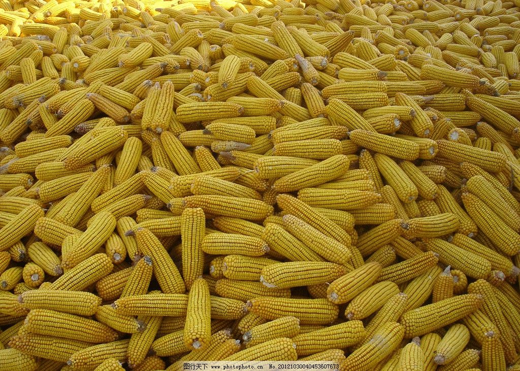 玉米 金色粮仓里的丰收密码
