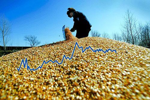 玉米、生猪、鱼价调整预警:猪价横盘,玉米跌势开挂,鱼价变脸!